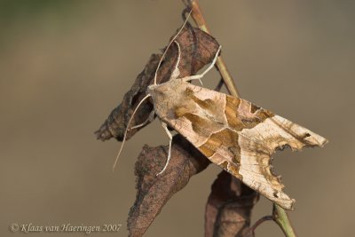 Agaatvlinder -  Angle Shades Moth - Phlogophora meticulosa