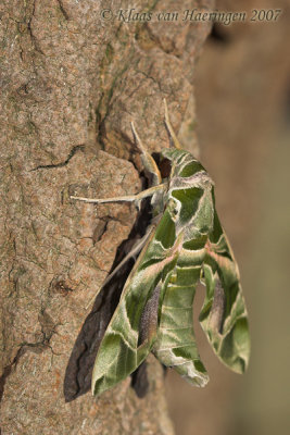 Oleanderpijlstaart - Oleander Hawk-moth - Daphnis nerii