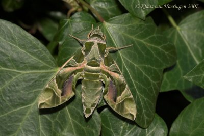 Oleanderpijlstaart / Oleander Hawk-moth