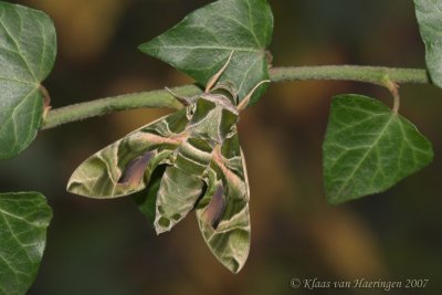 Oleanderpijlstaart - Oleander Hawk-moth - Daphnis nerii