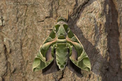 Oleanderpijlstaart - Oleander Hawk-moth - Daphnis nerii