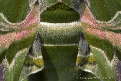 Oleanderpijlstaart - Oleander Hawk-moth - Daphnis nerii