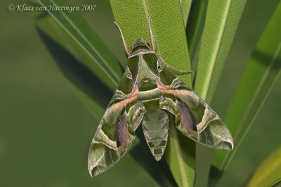 Oleanderpijlstaart - Oleander Hawk-moth - Daphnis nerii