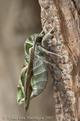 Oleanderpijlstaart - Oleander Hawk-moth - Daphnis nerii