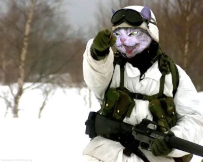 catsoldier.jpeg