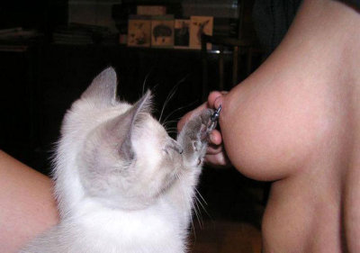curious-cat.jpg