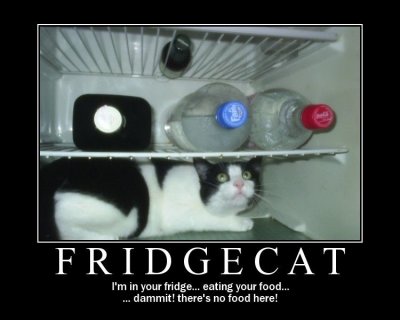 fridgecat.JPG