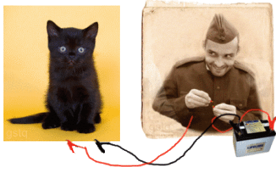 wired.gif wired cat