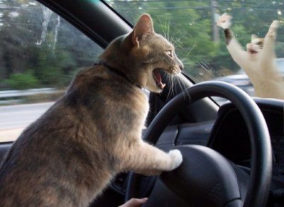 catswithcars.jpeg