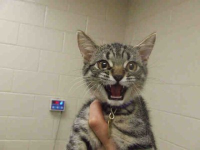 meowkittehjf9.jpg
