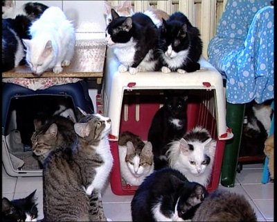 130-cats-2.jpg