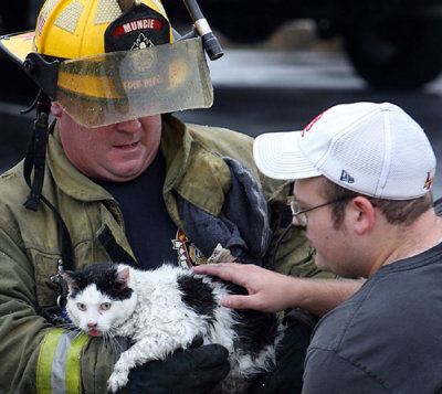 catfirefighter.jpg