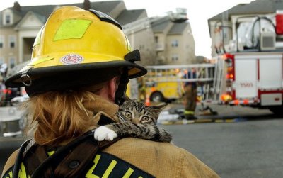 firecat.jpg