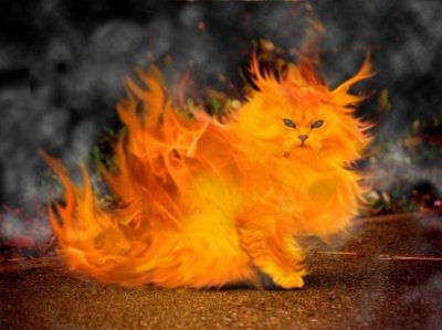 fireccat.jpg