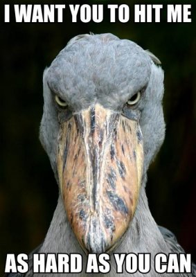 bird_stare2.jpg