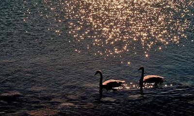 Two Golden Swan