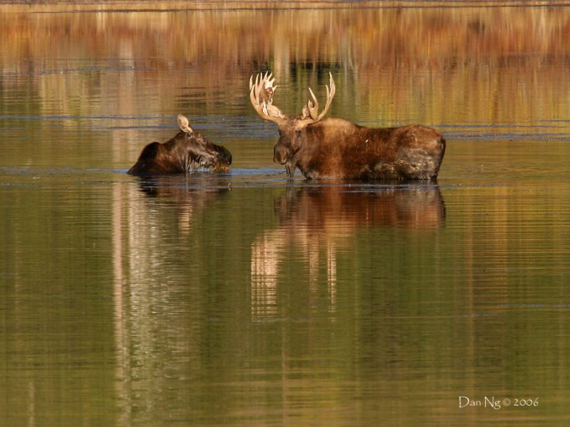 Monte Finds a Mate at Oxbow Bend