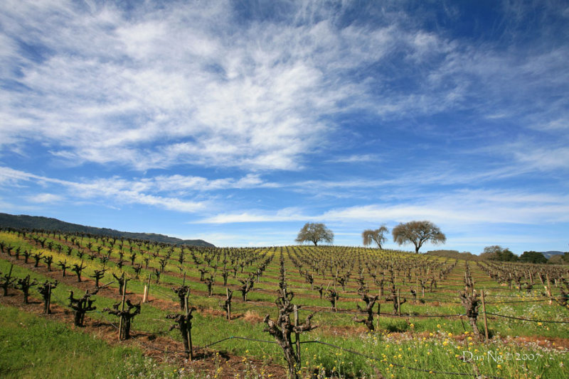 Vineyard and Sky