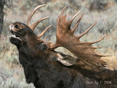 Bull Moose