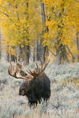 Bull Moose and Cottonwoods