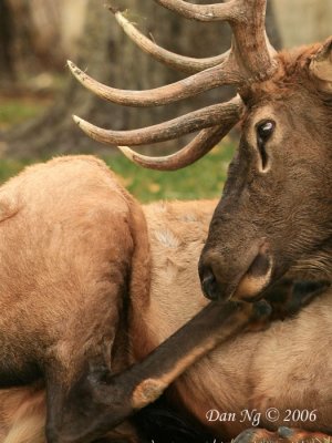 Grooming Bull Elk