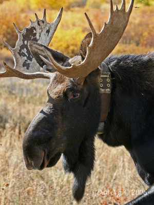 Collared Moose