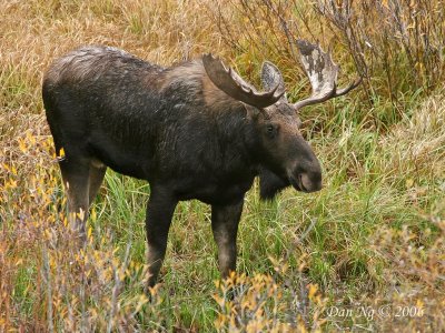 Mature Bull Moose