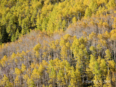  Aspen Hillside