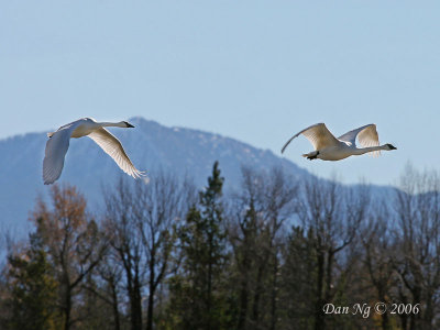 Trumpeter Swans