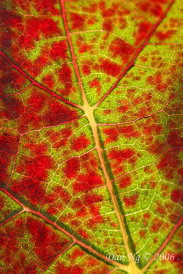 Grape Leaf in Holiday Colors