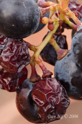 Grapes Becoming Raisins