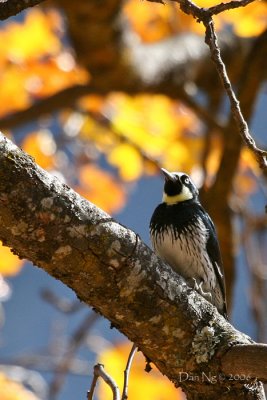 Acorn Woodpecker and Fall Colors