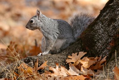 Squirrel and Oak Leaves