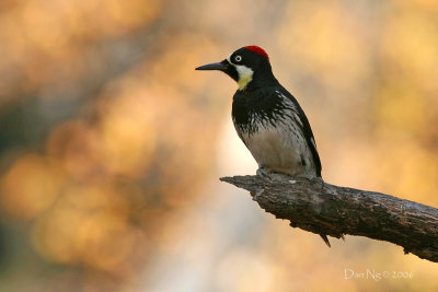 Acorn Woodpecker Perching