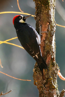Acorn Woodpecker on Tree