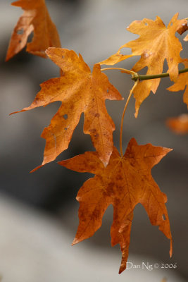 Fading Maple Leaves