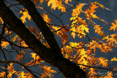 Oak Limbs and Leaves