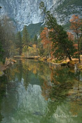 Leaning Pine Reflections