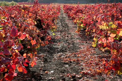 Autumn Vineyard