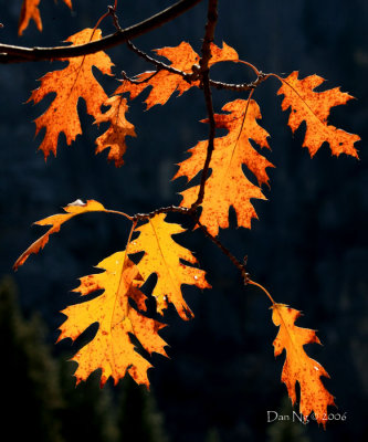 Golden Oak Leaves