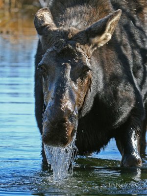 Cow Moose Feeding on Aquatic Plants