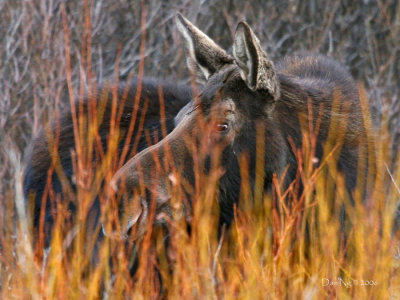 Cow Moose Behind Willows