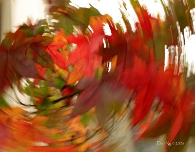 Whorl of Autumn Leaves