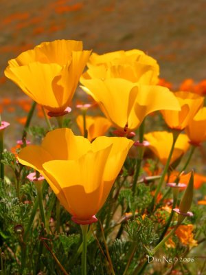 California's State Flower - the Poppy