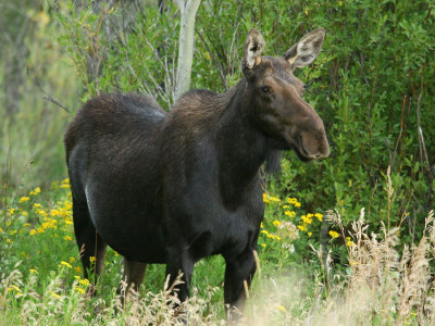 Cow Moose Standing