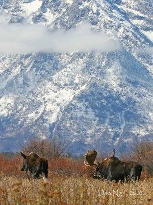 Snowy Mountain Moose