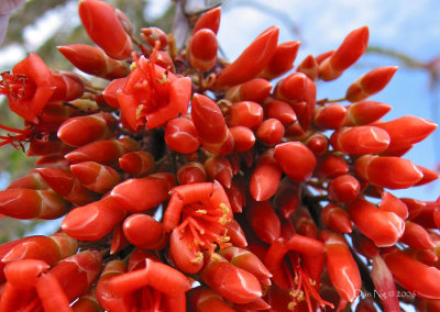 Ocotillo Flower Buds