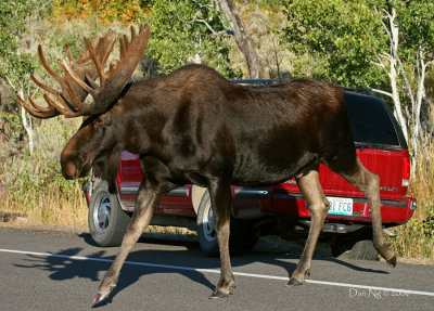 These Moose are Made for Walking...