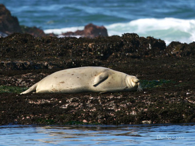 Resting Harbor Seal