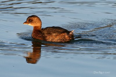 Pied-Bill Grebe